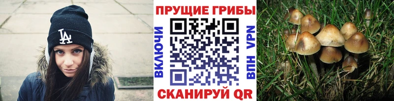 Галлюциногенные грибы Cubensis  наркошоп  Сольцы 
